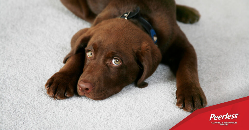 Pet Owners Guide - Carpet Care - Upholstery Care - Peerless Cleaning & Restoration Services